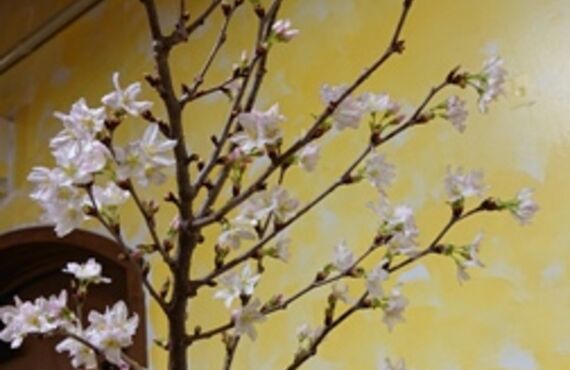 コロナ過でも桜は満開